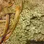 Ulduzlararası işıq yelkənlərinin inkişafı istiqamətində atılan ilk addımlar