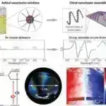 Ragweed-in təkamül kənarı: Tədqiqat invaziv bitkinin sürətli qlobal istilasının arxasındakı supergenləri ortaya qoyur