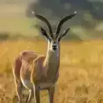 Yeni alət bütün genomların filogenomik analizinə imkan verir