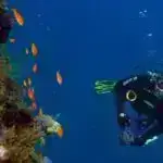 Mikrob ortaqlığını gücləndirən köklərdə gen mutasiyası gübrə istifadəsini azalda bilər