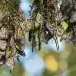 Yay tətilləri qədim Yunanıstan və Romadan bəri çox dəyişməyib (bəlkə də qum güləşi istisna olmaqla)