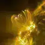 Britaniyada insan qidası ilə qidalanan qırmızı dələlərin çənələri daha zəif və kəllə sümükləri daha yaltaq olur