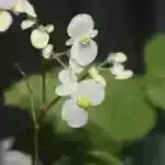 Bölgəci araşdırma flüorid və uşaqlıq IQ itkisi arasında əlaqə tapır