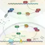 Siçanlarda genetik olaraq dəyişdirilmiş yağ hüceyrələri piylənmənin müalicəsi üçün vədlər verir