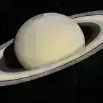 Los-Anceles qraflığında ev pişikləri quş qripinə çiy yeməkdən, süddən yoluxurlar