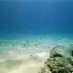 Təkmil görüntüləmə yüksək riskli prostat xərçəngi hallarında gizli metastazları aşkar edir