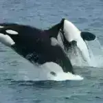 Şəhərlərin genişlənməsinin gizli dəyəri: İqtisadi hərəkətliliyə və bərabərsizliyə necə təsir edir