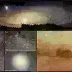 Tədqiqatçılar deyirlər ki, zeytun ağaclarında ilanlar bəzək bitkiləri ticarəti təhlükəsinin “aysberqinin ucu”