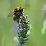 Uşaqlarda ölümcül neyrodegenerativ xəstəlik də bağırsağa təsir göstərir – gen terapiyası kömək edə bilər