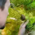 Qarışıq siqnallar: Siçan analarının araşdırması beynin qoxu və səs siqnallarını necə birləşdirdiyini araşdırır