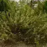 Donmuş meşə kəşfi gələcək alp ekosistemində dəyişikliklərə işarə edir