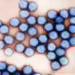 Tədqiqat yolun duzunun çirklənməsinin idarə edilməsində yerli bitkilərin rolunu ortaya qoyur