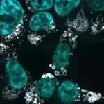 Sulu buzlaq buzunun deformasiyası və axını üçün tənliyin yenidən yazılması