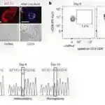 Qan damarının böyümə faktoru siçan tədqiqatında narahat davranışları yüngülləşdirir