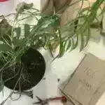 Səma yüksək qiymətlər? Gələcəkdə iqlimə uyğun olmayan aviasiyanın qiymətinin hesablanması