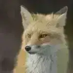 Tədqiqat insan əməkdaşlığının sinir əsaslarına dair yeni fikirlər toplayır