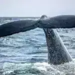 Pensilvaniyada quş qripi haqqında nə bilmək lazımdır