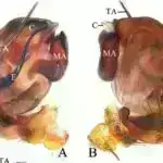 Aralıq dənizi pəhrizi bağırsaq bakteriyalarının dəyişməsi ilə yaddaşın yaxşılaşması ilə əlaqələndirilir