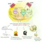 Genetik kəşf fərdi epilepsiya müalicəsi üçün ümid verir