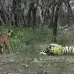 Qədim DNT analizləri qoyun və insanların 11.000 illik bir-birinə qarışmış genomik tarixini canlandırır