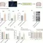 Eksperimental dərman miyelin təmirini sürətləndirir, siçanlarda görmə qabiliyyətini bərpa edir