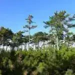 NASA kosmosda radiasiyaya davamlı hesablamalar üçün həlli sınaqdan keçirəcək