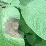 Görünməz ittifaqlar: Bakteriyalar və hüceyrələr cazibədar əlaqələr yaratdıqca krallıqlar toqquşur