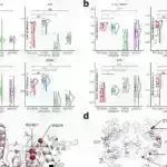 Siçanlarda genetik olaraq dəyişdirilmiş yağ hüceyrələri piylənmənin müalicəsi üçün vədlər verir
