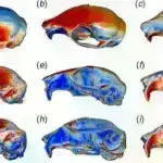 Qədim genomlar qadınlar üzərində mərkəzləşmiş Dəmir dövrü cəmiyyətini ortaya qoyur