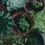 Yerin hava müharibəsi: Bitki və heyvanların quruda gecikmiş yüksəlişinin izahı