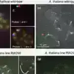 Damcı mikrofluidikasının inkişafı gələcək nəsil xərçəng dərmanlarının açarını saxlaya bilər