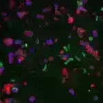 Tədqiqat göstərir ki, Yerin kiçik asteroid ziyarətçisi, ehtimal ki, ay qaya parçasıdır