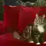 Süni intellekt siyasətçiləri əvəz edə bilərmi? Bir filosof üç mümkün gələcəyin xəritəsini tərtib edir