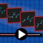 BCL6 proteininin artırılması GLP-1 istifadəçilərinə yağ itirərkən əzələ saxlamağa kömək edə bilər