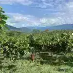 Hesablama kimyası metodu elektron struktur hesablamalarından daha çox məlumatı sıxışdıra bilər