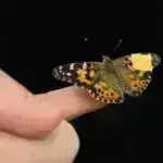 Tədqiqat göstərir ki, DNT metilasiyası uşaqlıqdakı çətinliklər və depressiya arasındakı əlaqəyə vasitəçilik edir