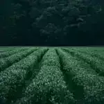 Tərəvəzlərdə olan bir antioksidan olan luteolin saç ağarmasının qarşısını almağa kömək edə bilər