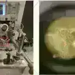 Qrenlandiyalıların genetik tədqiqatı onların mədəniyyətinə xas variantları aşkar edir