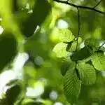 Yavaş trafik, fast food: Yolda gecikmələr qeyri-sağlam qidalanmaya səbəb ola bilər