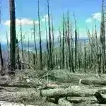 Yağış meşələrində insanlar üçün ən erkən dəlillər tapıldı