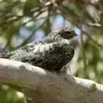 Qədim RNT ilə idarə olunan sistem gen redaktoru müalicələrinin çatdırılmasını asanlaşdıra bilər