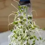 Alimlər mənbəyində birbaşa CO₂ emissiyaları olmadan hidrogen yaradırlar