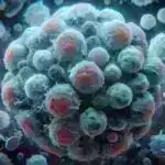 Qulaqlıq batareyası niyə dayanmır: Qabaqcıl təsvir gizli dinamikaya işıq salır