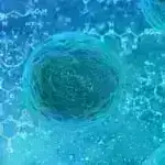 Alkoqol içmək, həqiqətənmi, maviliyi aradan qaldırır? Bu sizin düşündüyünüz kimi deyil