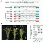 Tədqiqatlar göstərir ki, sotaqliflozin həm infarktları, həm də vuruşları əhəmiyyətli dərəcədə azaldan bu növdə ilk dərmandır.