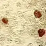 Super rezolyusiyaya malik mikroskopiya ənənəvi ON/OFF keçidi olmadan nanometr təsvirinə nail olur