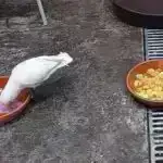 Biochar nanokompozit sidikdə asetaminofen və sidik turşusunun aşkarlanmasını gücləndirir