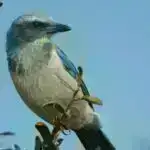 Gücləndirilmiş torpaq bakteriyası davamlı bioplastik istehsal üçün vəd verir