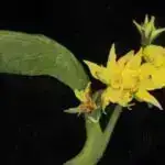 Mədə xərçəngi yanacaq yayılması üçün sinir sistemi ilə elektrik əlaqələri qurur, araşdırma tapır