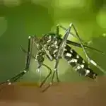 Vəhşi medaka balıqları təbii yaşayış mühitində təəccüblü gecə yarısı görüşmə mərasimlərini nümayiş etdirir